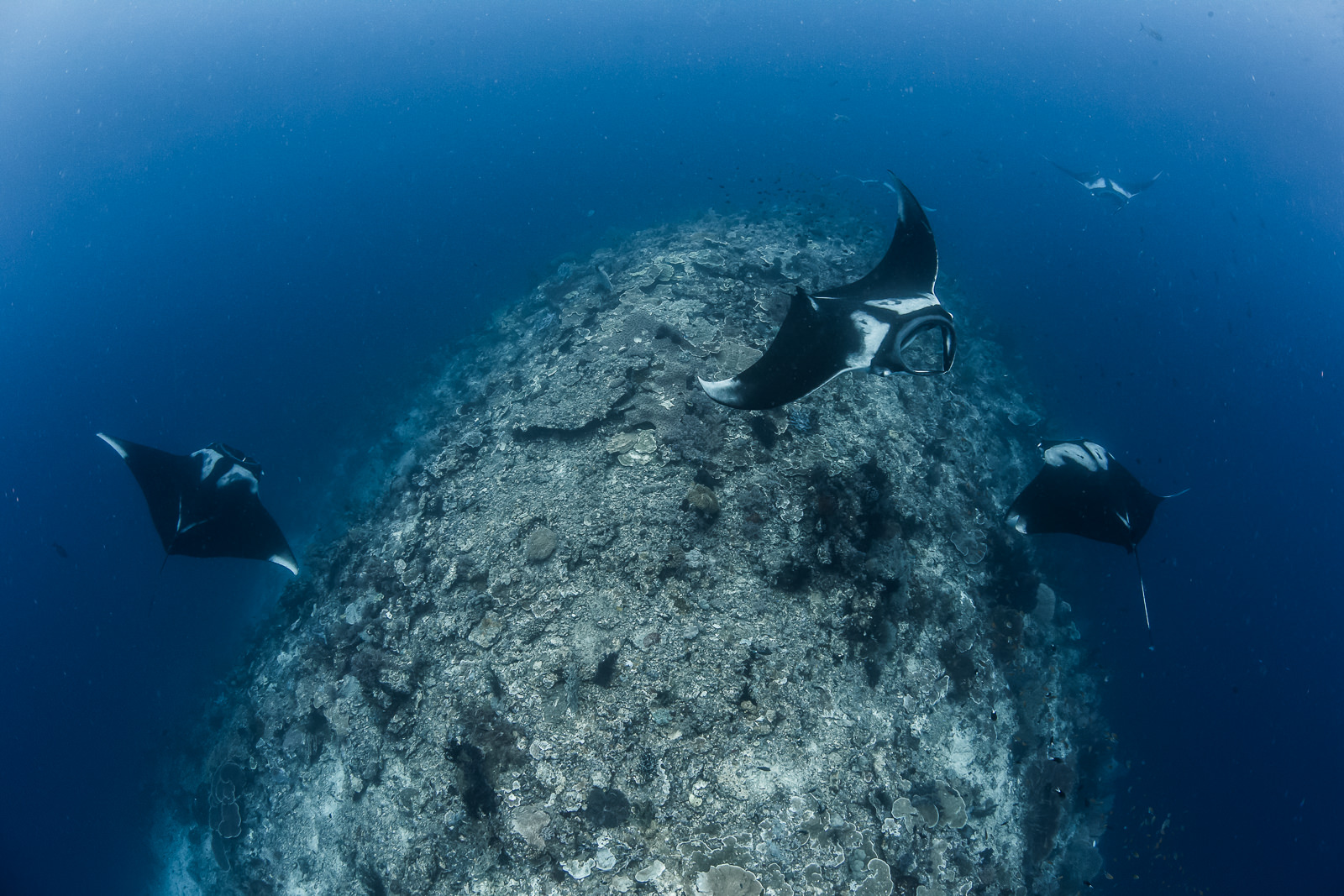 group of rays at a reef