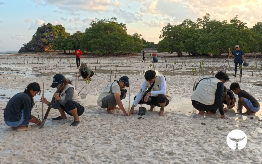 Restorasi Mangrove di Kawasan Fimok bersama English Club Desa Bo’a